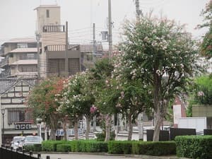 大和大路通のサルスベリ