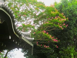 玄関の屋根とサルスベリ