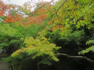 部分的に赤くなったカエデ