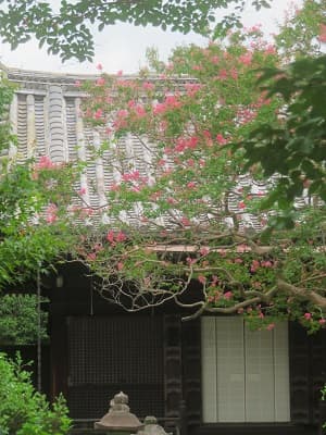 屋根瓦とサルスベリ