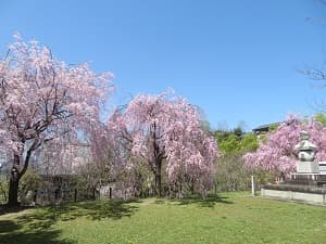 八重紅枝垂れ桜