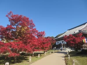 秋の智積院