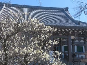 白梅