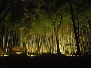 ライトアップされた竹林