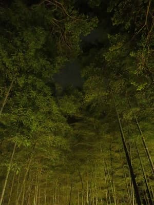 見上げる竹林