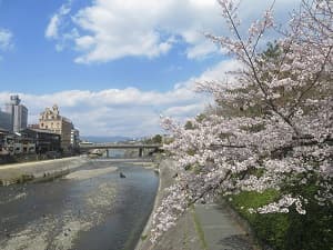 春の鴨川