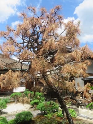 葉が茶色くなった松