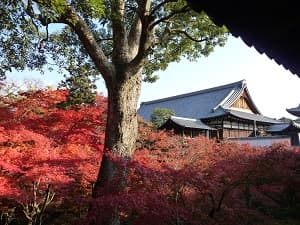 東福寺の紅葉
