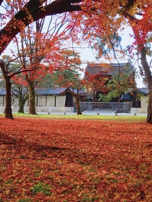 紅葉が見ごろを過ぎた京都御苑