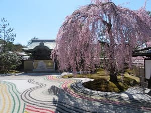 高台寺の枝垂れ桜
