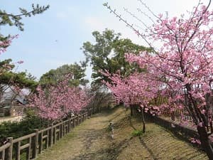 河津桜が咲く淀城跡公園