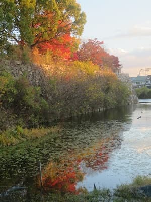 淀城跡公園の紅葉