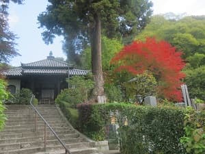 見上げる本堂と紅葉