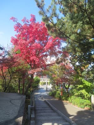 見下ろす参道と紅葉