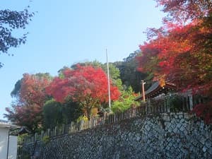 駐車場から見上げる紅葉
