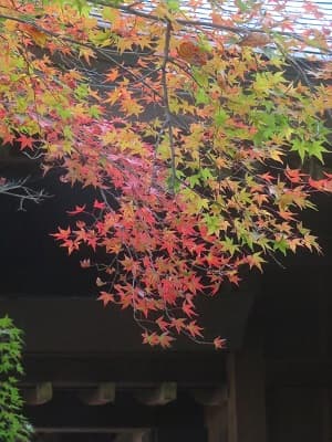 色とりどりのモミジ