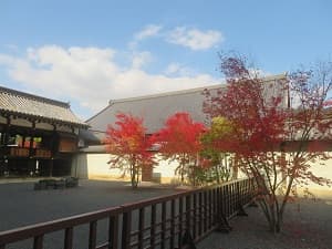 背が低いカエデ