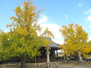 本堂とイチョウ