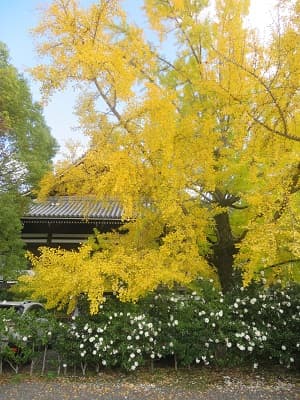 駐車場のイチョウ