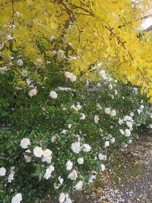 サザンカとイチョウ