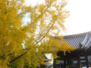 イチョウと鐘楼