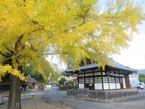 イチョウと大黒天堂