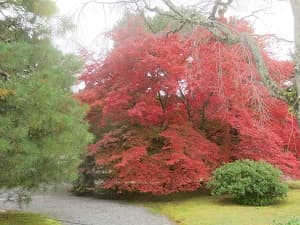 全身が真っ赤なモミジ