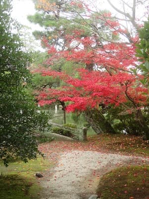 ひっそりと色づきモミジ