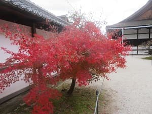 塀際の紅葉