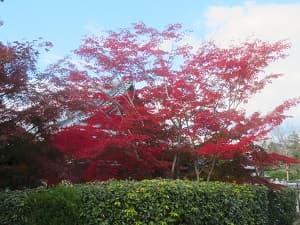 紅葉と西雲院