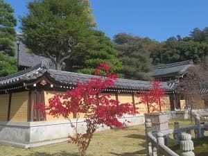 大方丈の塀際の紅葉