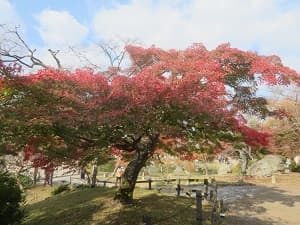 上が真っ赤なモミジ