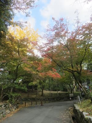 遊歩道とイチョウ