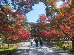法堂に向かう参道の紅葉