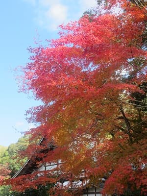 紅葉と庫裡