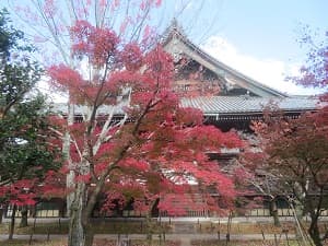 横から見た本堂と紅葉