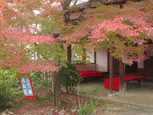 茶処の紅葉