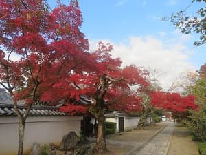 去来の寺と紅葉