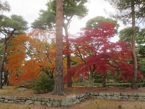 黄色と赤色のカエデ