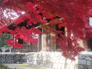 紅葉と法堂