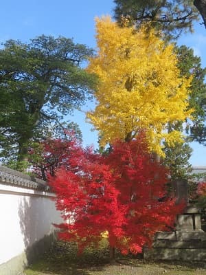 黄葉と紅葉