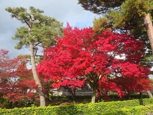 真っ赤なモミジ