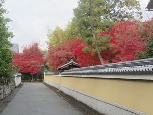 塀際の紅葉