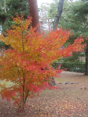 背が低いカエデ