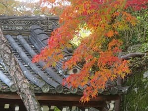 紅葉と屋根瓦