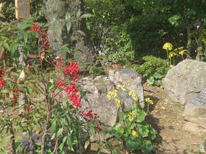 ナンテンとツワブキ