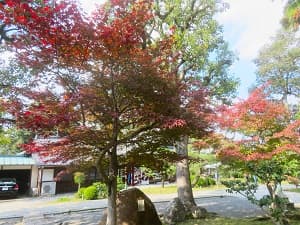 紅葉越しに見る境内