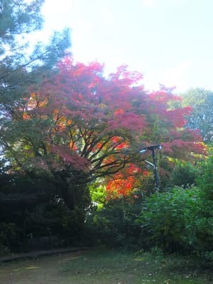 上が赤いカエデ