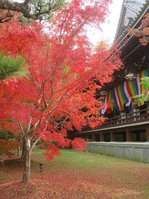 金堂脇の紅葉