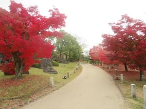 参道脇の紅葉